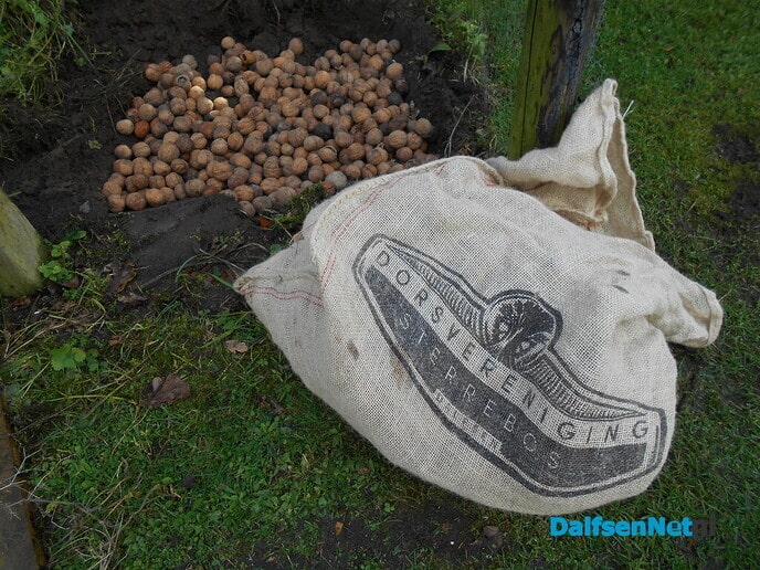 Walnoten plantage?
