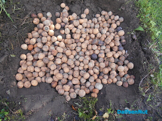Walnoten plantage?
