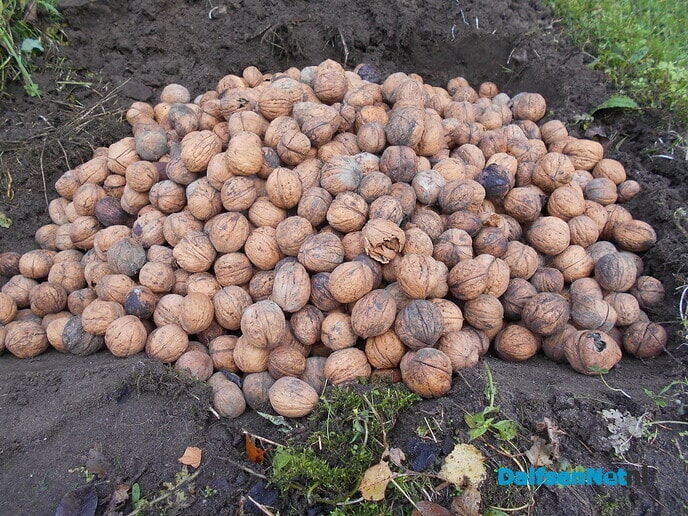 Walnoten plantage?