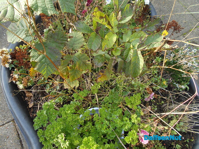 Walnoten plantage?
