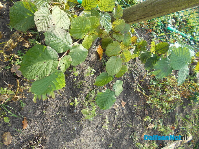 Walnoten plantage?