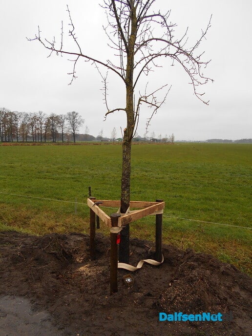 Wandelende bomen hebben nu de voeten in de aarde