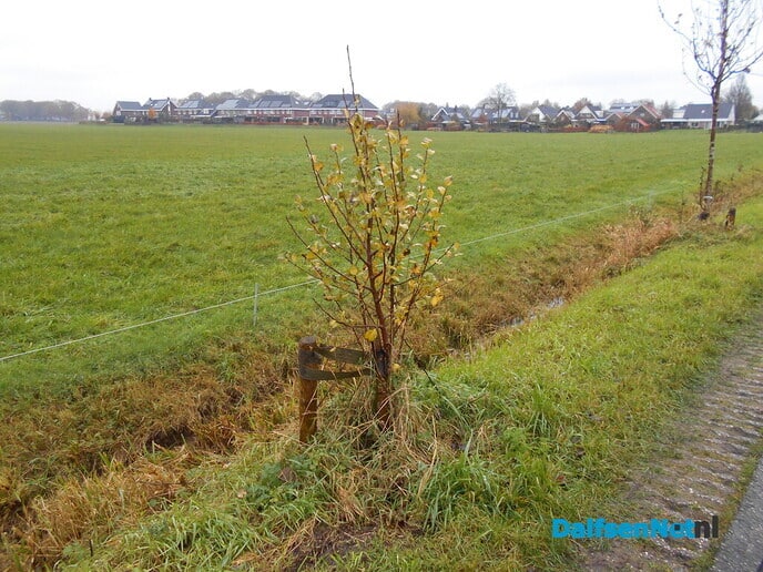 Wandelende bomen hebben nu de voeten in de aarde