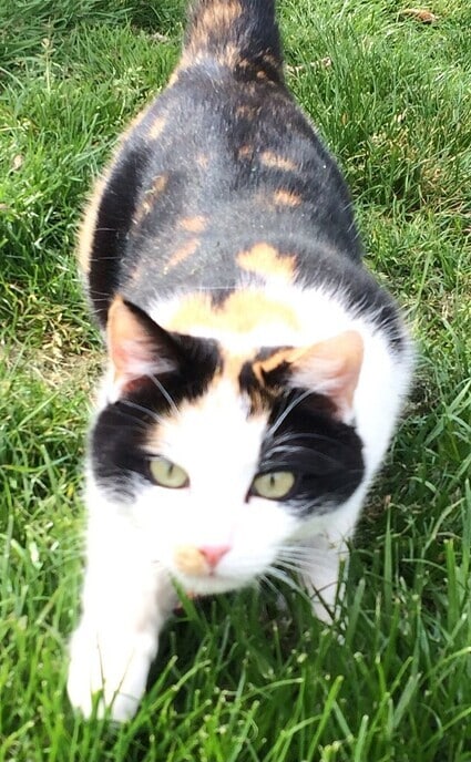 Poes Lappa vermist - Foto: Eigen geleverde foto