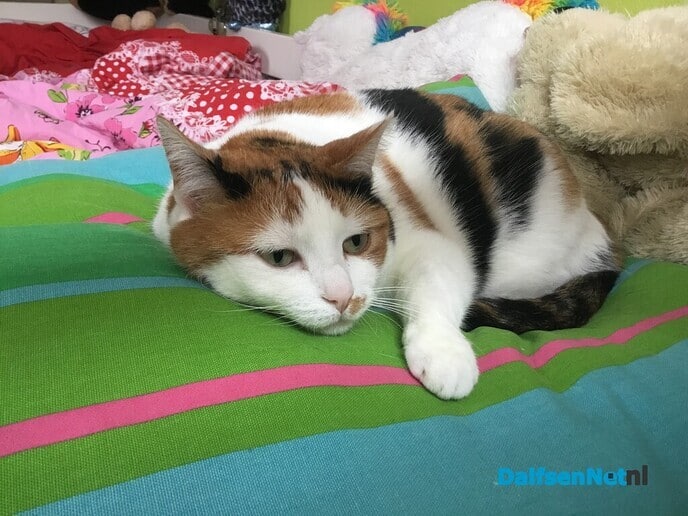 Poes vermist - Foto: Ingezonden foto