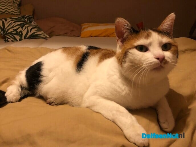 Poes vermist - Foto: Ingezonden foto
