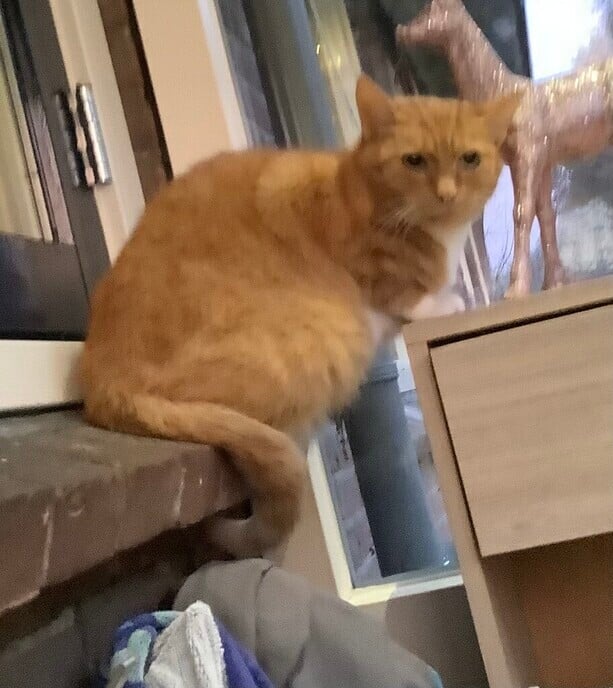 Poes vermist en ook weer terug - Foto: Ingezonden foto