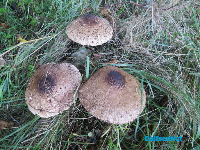 Het was weer een mooie zondagochtendwandeling - Foto: Wim