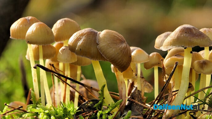 Kleine wereldjes in een groot bos - Foto: Hans de Weerd