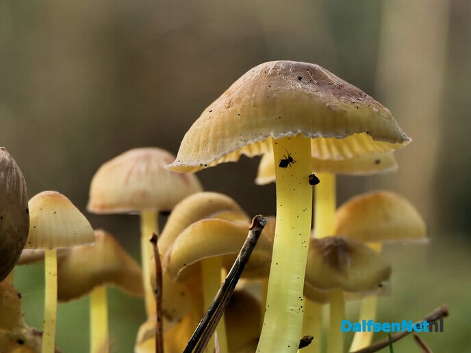 Kleine wereldjes in een groot bos - Foto: Hans de Weerd