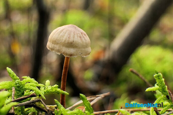 Kleine wereldjes in een groot bos - Foto: Hans de Weerd