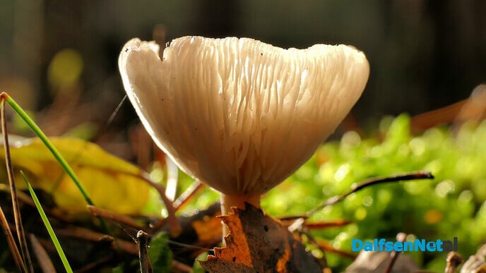 Kleine wereldjes in een groot bos - Foto: Hans de Weerd