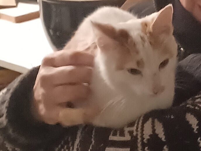 Vermiste poes omgeving Stokte is weer thuis - Foto: Ingezonden foto
