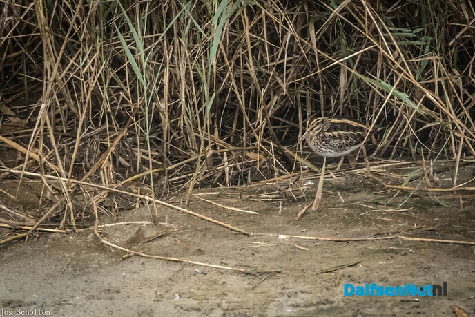 Bokje - Foto: Ingezonden foto