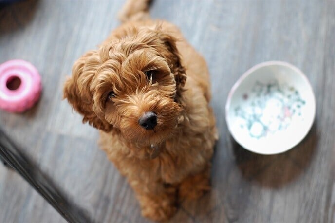 Dit is wat jij moet weten over een kleine labradoodle