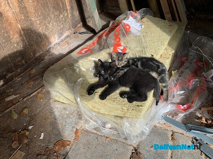 Katten vermist - Foto: Ingezonden foto