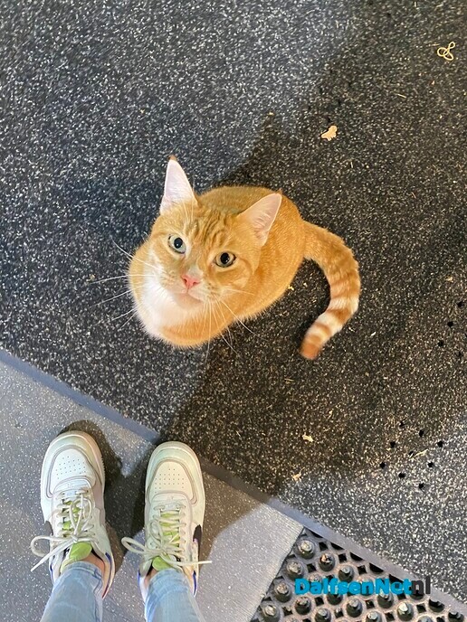 Rode kater vermist? - Foto: Ingezonden foto