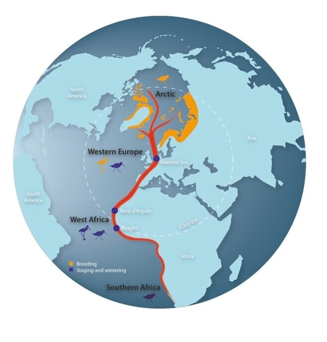North West European Flyway - Foto: Jos Scholten