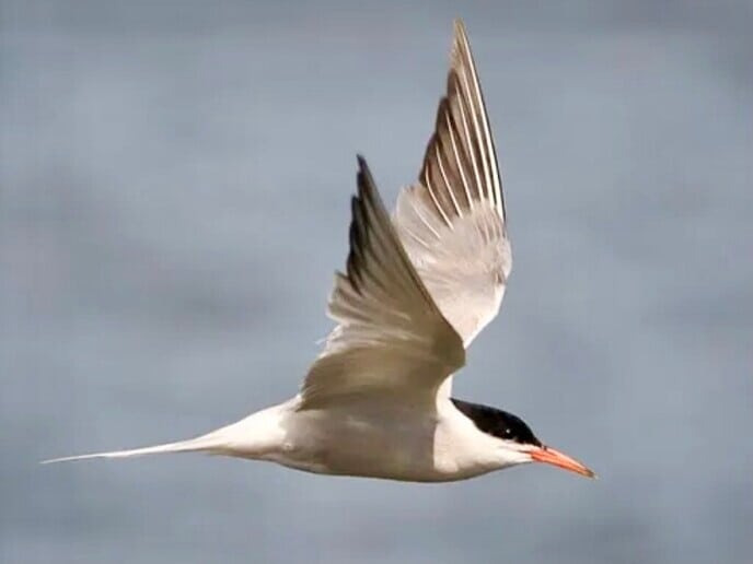 North West European Flyway - Foto: Jos Scholten