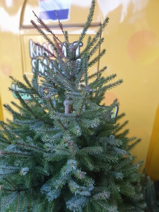 Pech kerstboom - Foto: Ingezonden foto