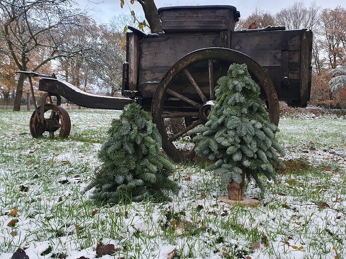 Pech kerstboom - Foto: Ingezonden foto