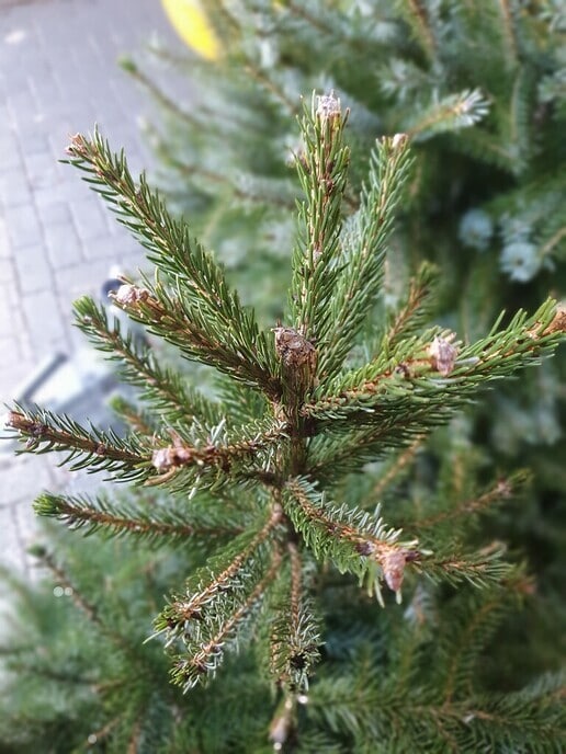 Pech kerstboom - Foto: Ingezonden foto