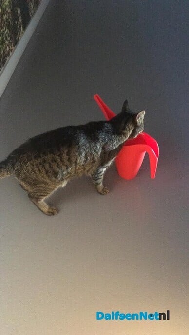 Kater Guus is terecht - Foto: Ingezonden foto