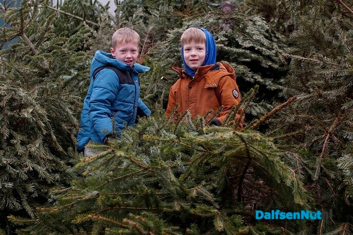 Woensdagmiddag laatste inlevermogelijkheid van kerstbomen bij de gemeente - Foto: Paul Scholten