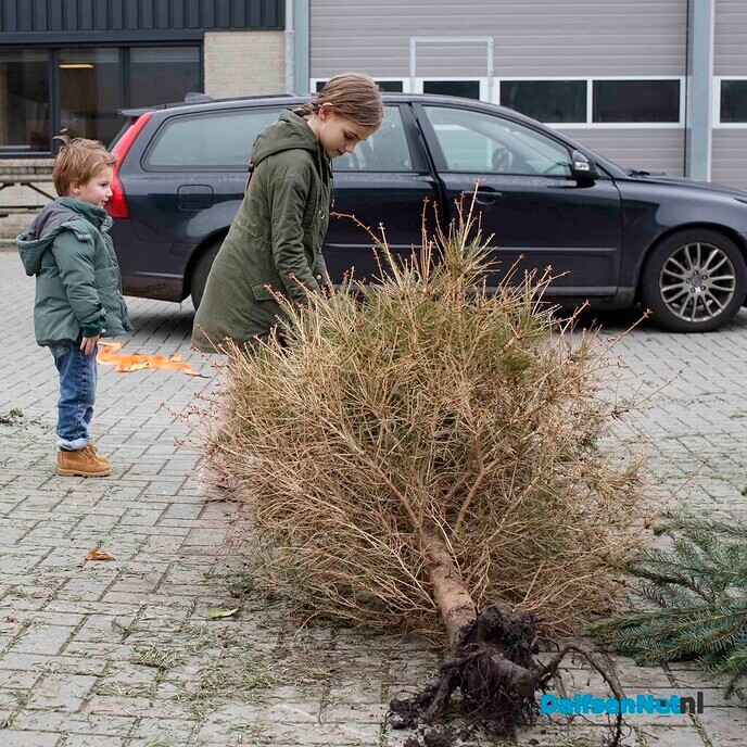 Woensdagmiddag laatste inlevermogelijkheid van kerstbomen bij de gemeente - Foto: Paul Scholten
