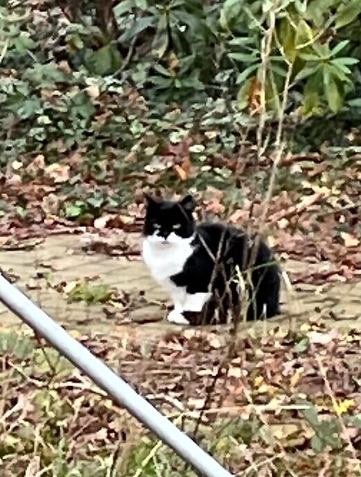 Wie mist, of weet van wie deze kat is? - Foto: Ingezonden foto