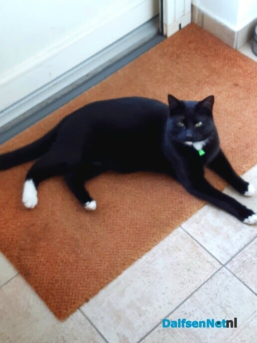 Kater vermist - Foto: Ingezonden foto