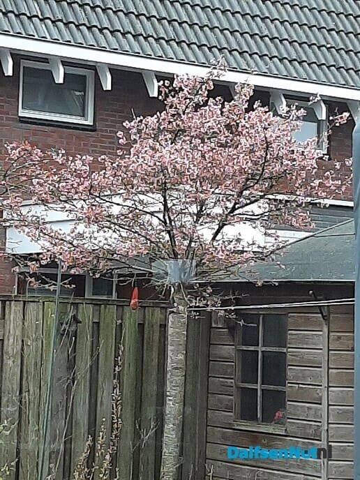 Het wordt lente - Foto: Ingezonden foto