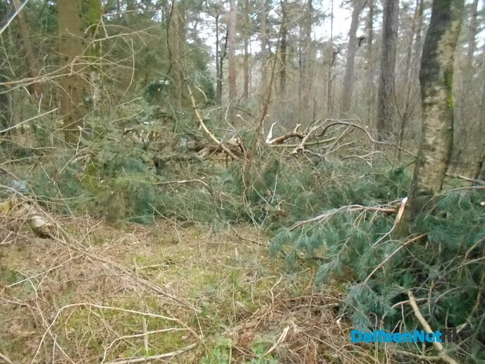 Bomen kappen voor de veiligheid