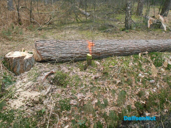 Bomen kappen voor de veiligheid