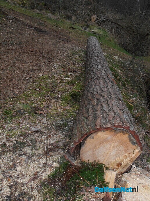 Bomen kappen voor de veiligheid