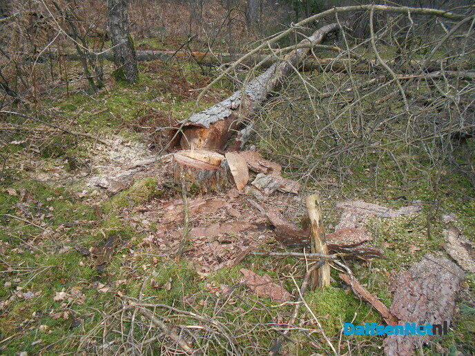 Bomen kappen voor de veiligheid