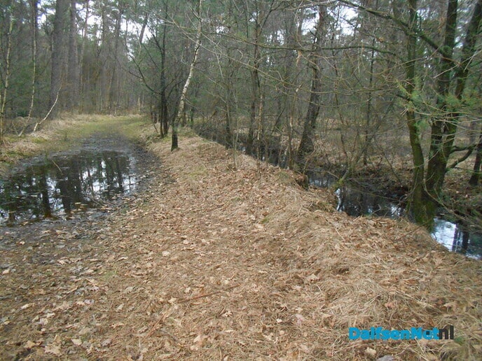Bomen kappen voor de veiligheid