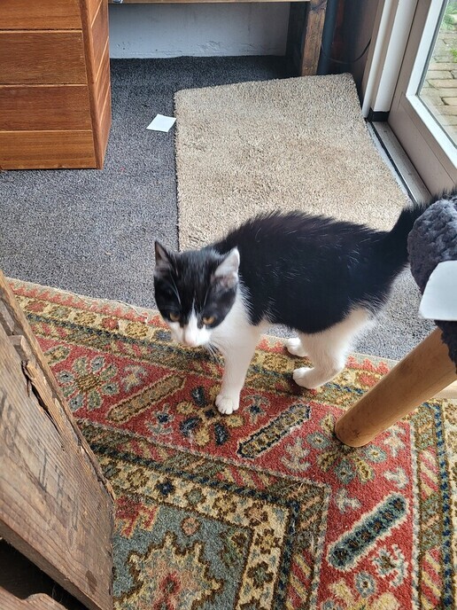 Poes gevonden - Foto: Ingezonden foto