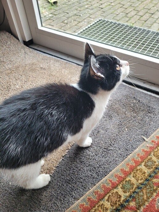 Poes gevonden - Foto: Ingezonden foto