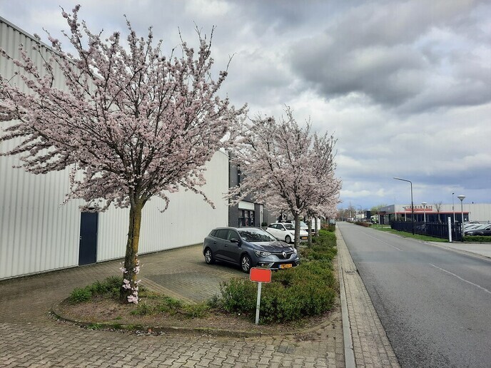 Het lijken wel kunstbloemen, zo mooi zijn ze - Foto: Gruune Jopie