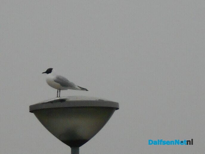 De haven en de vaargeul uitbaggeren