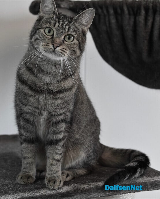 Poes vermist en weer terug - Foto: Ingezonden foto