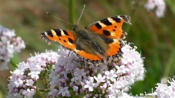 De lente en broedseizoen zijn gestart - Foto: Ingezonden foto