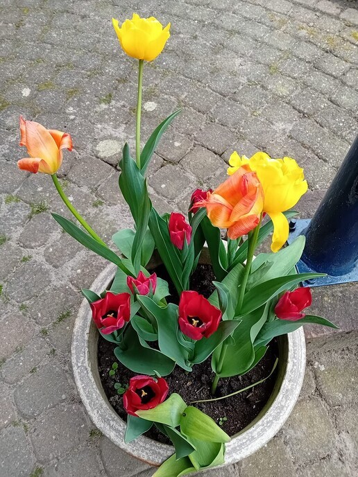 Tulpen van De Spiegel - Foto: Ingezonden foto