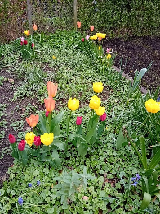 Tulpen van De Spiegel - Foto: Ingezonden foto