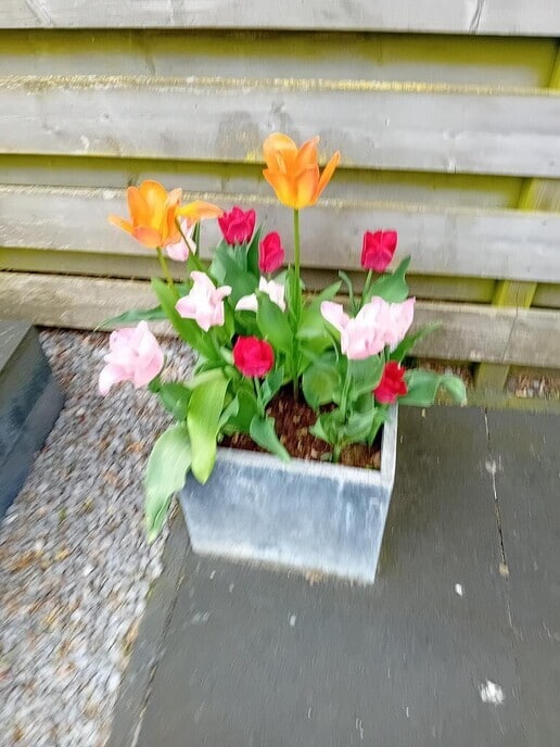 Tulpen van De Spiegel - Foto: Ingezonden foto
