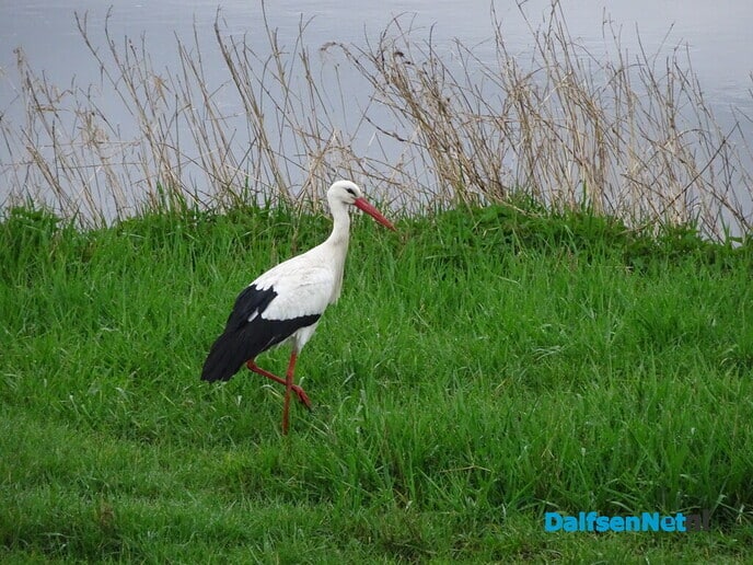 Gezinsuitbreiding in Hessum - Foto: Ingezonden foto