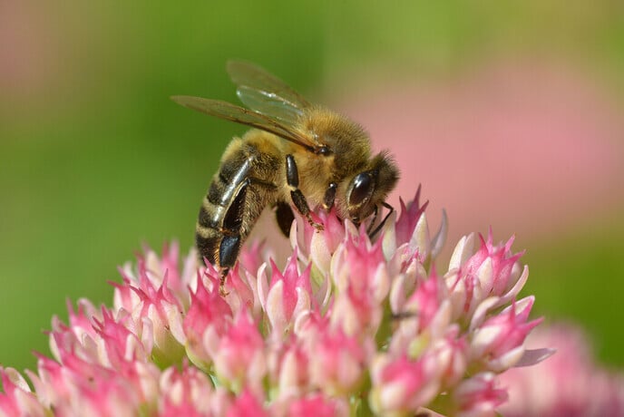 Groene Loper Vechtdal organiseert inspirerende avond bij Natuurboerderij BalkInn