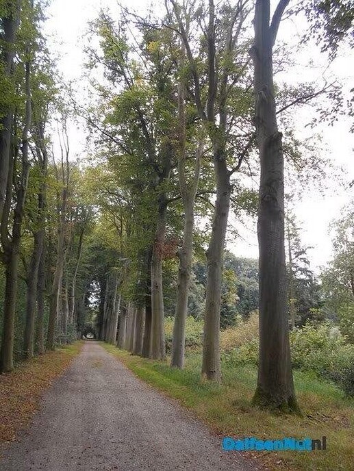 Aalshorsterpad: De zomerlindes kunnen bijna de grond in