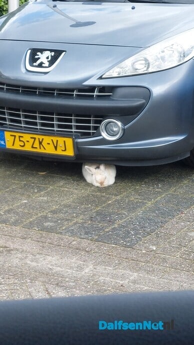 Konijn gevonden - Foto: Ingezonden foto